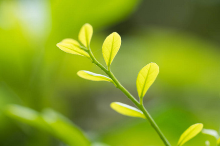 绿色的树叶在春天图片