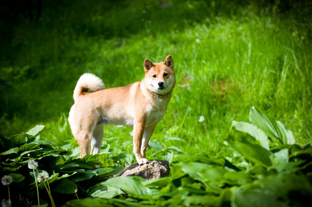 Shiba inu 肖像在夏季户外