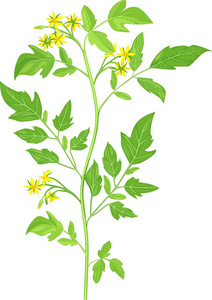 茄科植物樱桃番茄开花植物照片