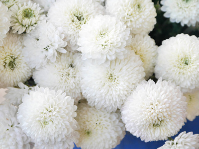 一束菊花图片