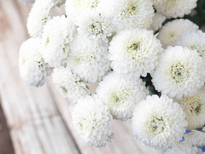 白菊花是泰国清迈山上的一束鲜花。