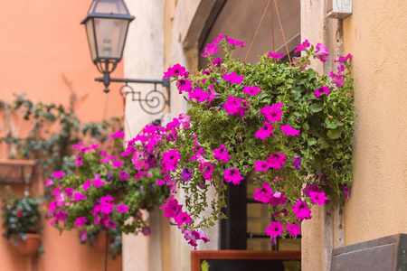 老城市典型街道上粉红色开花植物的花盆