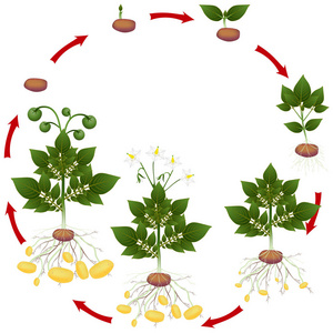 马铃薯植株结构示意图图片