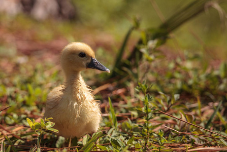 小番鸭 Cairina 南瓜在那不勒斯的一个池塘里聚集在一起, 在佛罗里达的夏天