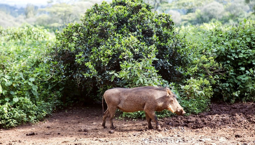 Warthog非洲沙科乔鲁