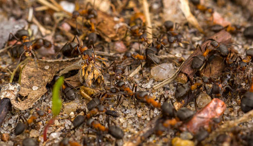 一群大蚂蚁在树林里建造自己的房子照片