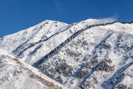 冬季雪山与杉木树