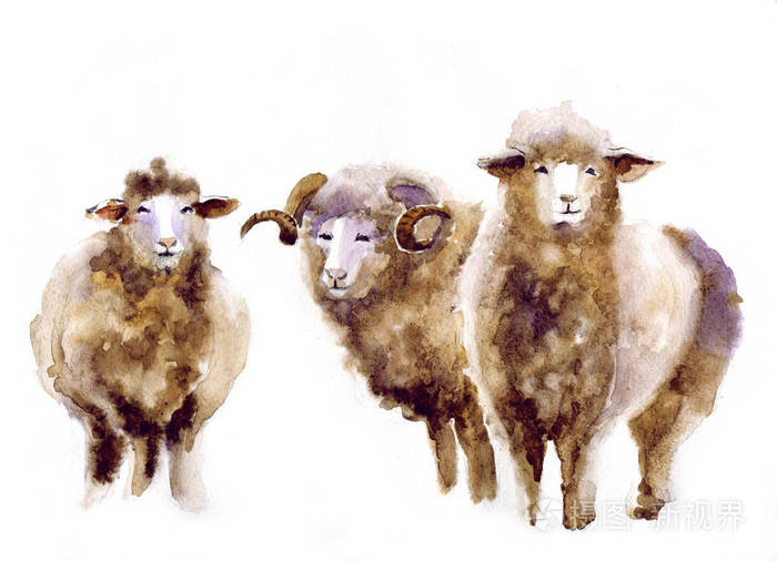 水彩的羊,手画可爱的插图.创造性的农场动物.