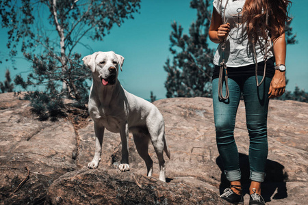 白色年轻拉布拉多猎犬犬狗看起来很漂亮