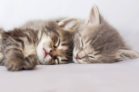 两只小猫睡觉, 互相拥抱。甜蜜的梦