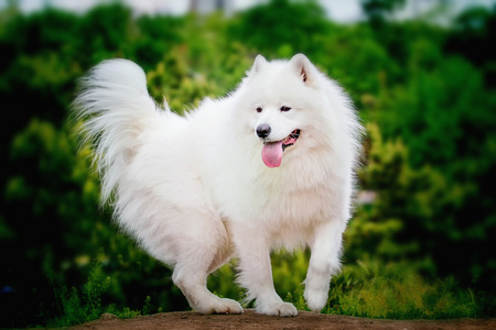 萨摩耶德特写肖像。雪橇犬。狗躺在草坪上