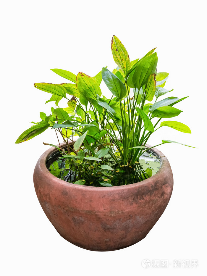 热带水生观赏植物