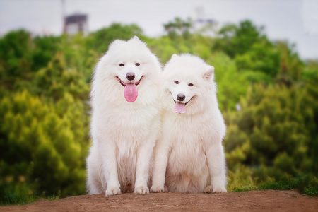 萨摩耶德特写肖像。雪橇犬。狗躺在草坪上