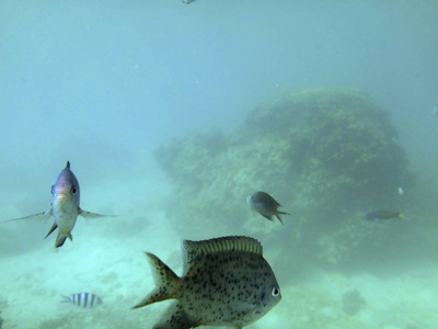 瓦努阿图埃法特港口海洋生物