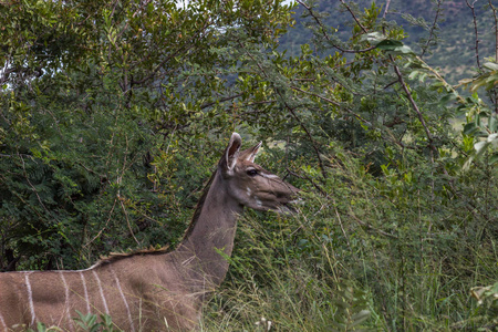 更大的kudutragelaphus strepsiceros