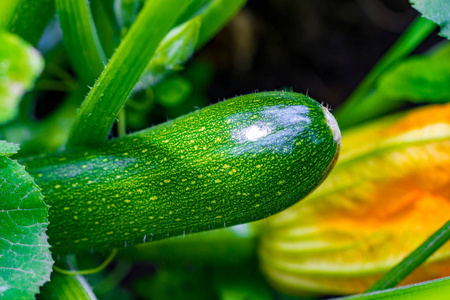 西葫芦植物。节瓜花。绿色蔬菜生长在布什