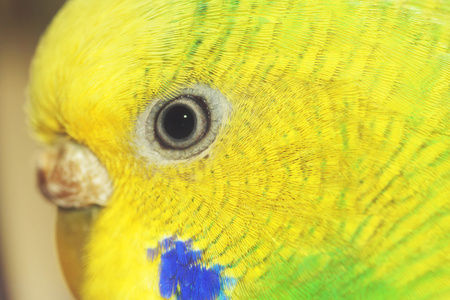 黄虎皮鹦鹉的眼睛.女性.宏观照片