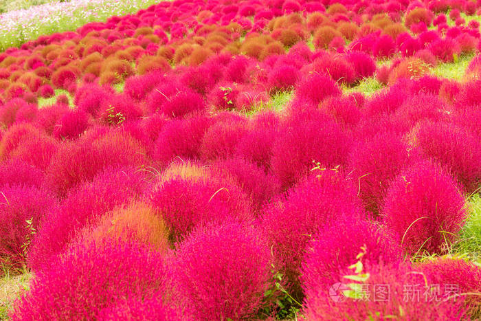 Bassia 黄蒿在秋天的季节