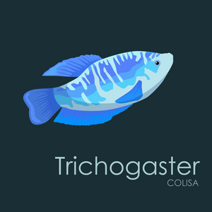 水族馆鱼 Trichogaster，深色背景上孤立的矢量图
