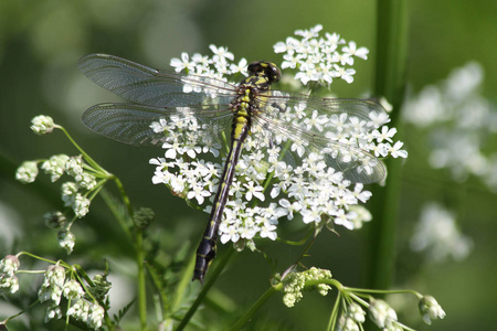 普通俱乐部Gomphus vulgatissimus