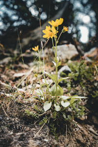 班夫国家公园的黄色花朵加拿大阿尔伯塔