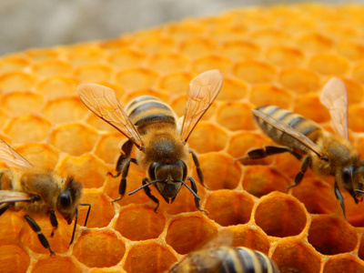 蜜蜂蜂窝蜂蜜切片花蜜进入图片