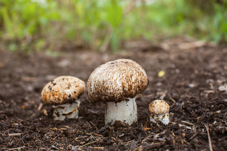 香菇种植在森林里图片