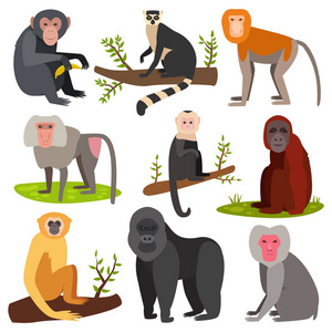 不同的卡通猴子品种字符动物的野生动物园猩猩黑猩猩矢量图