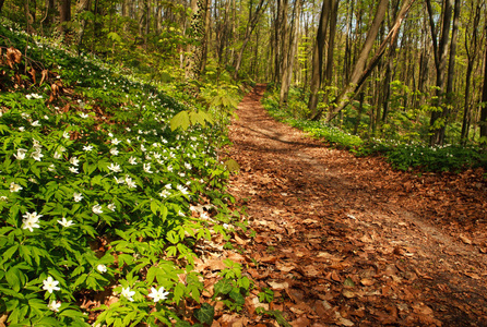 路径在盛开的春天森林，自然背景
