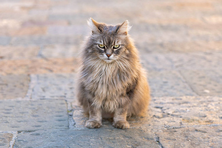 独猫坐在人行道上