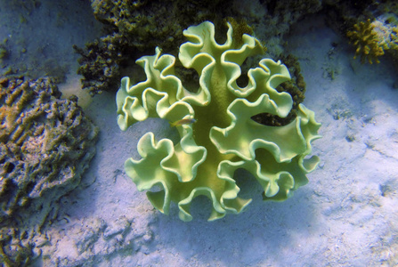 瓦努阿图埃法特港口海洋生物图片