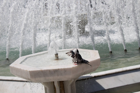 城市鸽子在喷泉旁边的水