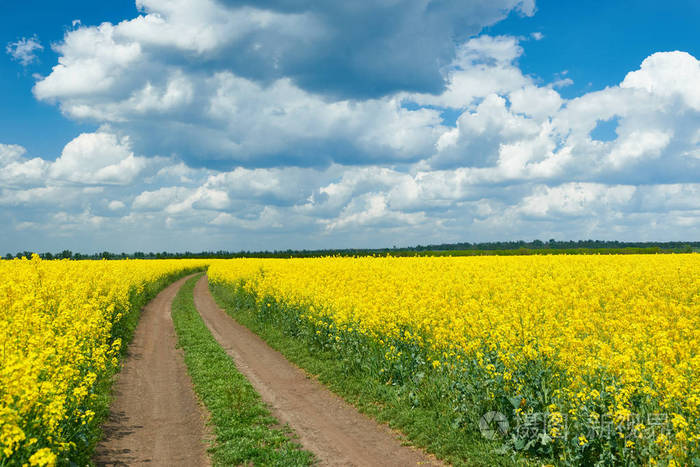 在黄色花场, 美丽春天景观路