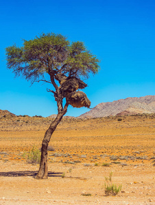 路边的树生长在纳米布沙漠