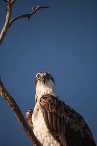 潘底翁 haliaetus 的鱼鹰鸟坐在一棵死树上