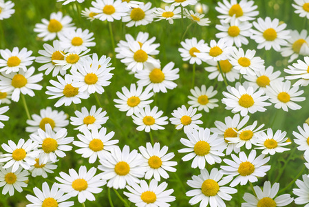 包雏菊洋甘菊雏菊花场自然背景纹理照片