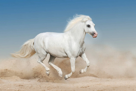 鬃毛的海湾马在沙漠尘埃中快速奔跑在犹他州沙漠中奔跑的野马三匹漂亮