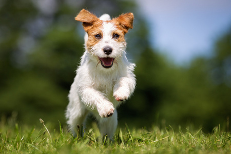 杰克罗素梗犬在户外草地上