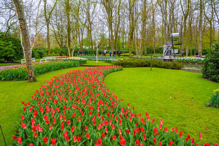 在库肯霍夫公园 Lisse 荷兰，荷兰的盛开的郁金香