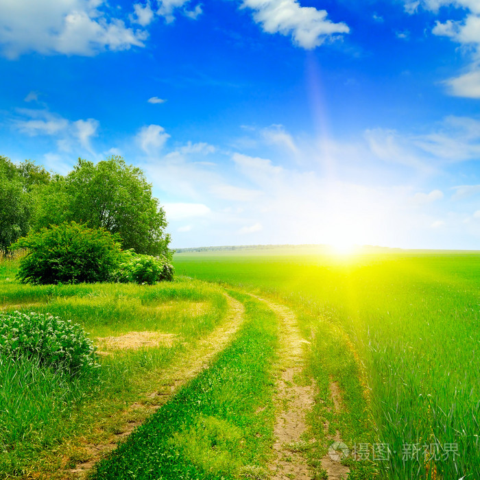 绿色的田野和太阳在蔚蓝的天空