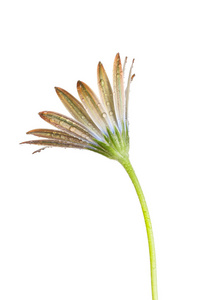 Osteospermum 花的侧面图