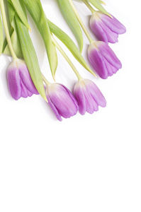 一群的白色紫色郁金香