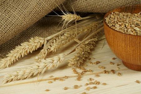 新鲜的生小麦籽, 成熟小麦的耳朵和黄麻袋在一个质朴的木材背景的概念, 主食营养粮食和健康的饮食或对面筋过敏。自由复制空间
