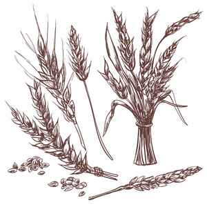 麦穗元素图片-麦穗元素素材-麦穗元素插画-摄图新视界