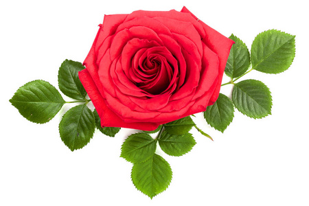 美丽的红玫瑰在白色背景上孤立