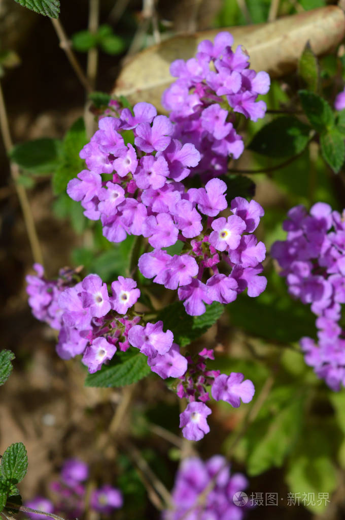 紫丁香马缨丹的特写花, 自然, 宏观