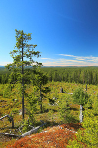 从瑞典 Vasterbotten 的 Granberget 看