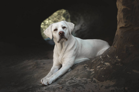 白色年轻拉布拉多猎犬犬狗看起来很漂亮