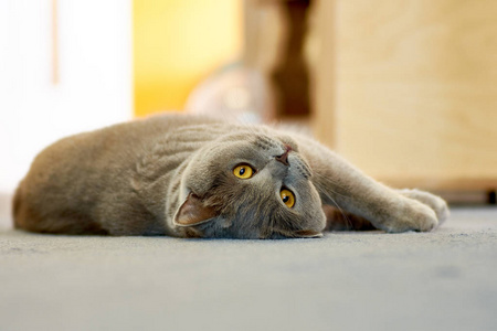 可爱的英国短毛猫与黄色的眼睛躺在一个蓝色的地毯在一个模糊的背景公寓