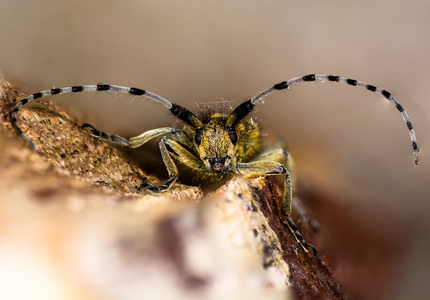 金开花的灰色 longhorn 甲虫 Agapanthia villosoviridescens 头上